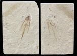 Fossil Flying Fish (Exocoetoides) - Lebanon #48522-1